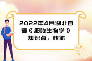 2022年4月湖北自考《细胞生物学》知识点：核体